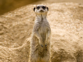 Meerkatların Topluluklarını Nasıl Koruduklarını Biliyor Musunuz?