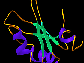 RNA, hücre zarının dış çeperi boyunca yerleşmiştir. RNA, hücre stoskeletini (hücre iskeletini) üreten proteinlerdekine benzer sarmalımsı yapılar örer. Bu yapılar, DNA’nın kopyalanarak çoğaltılmasında, protein sentezinde, hücre bölünmesinde ve diğer önemli işlemlerde görev almaktadır.