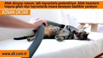 Masaj yaptıran kedi