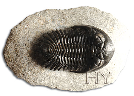 Trilobit