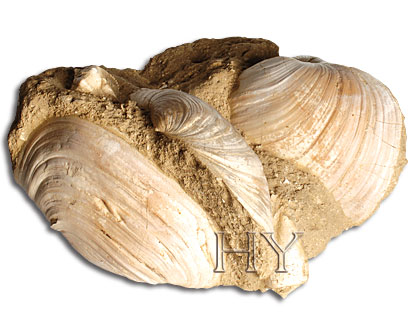 Bivalve