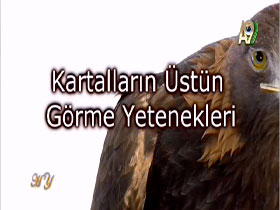 Kartalların Üstün Görme Yetenekleri 