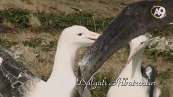 Dalgalı Albatroslar